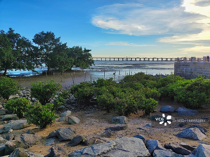 深圳西湾红树林公园图片素材