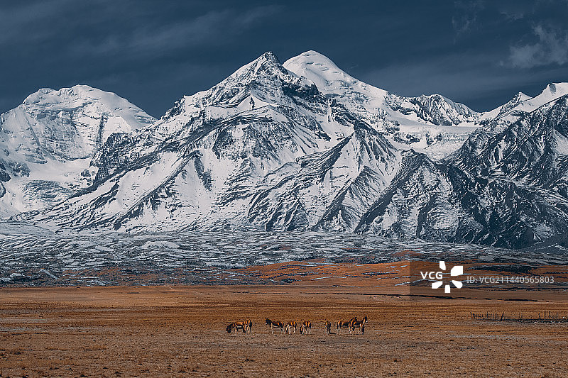 岗彭庆峰下的藏野驴图片素材
