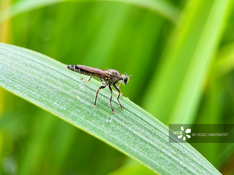 叶子上的虻图片素材