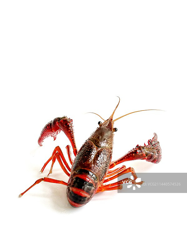 小龙虾图片素材