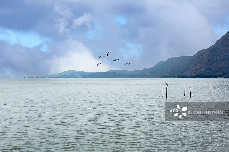 云南昆明滇池飞翔黑颈鹤自然风景图片素材