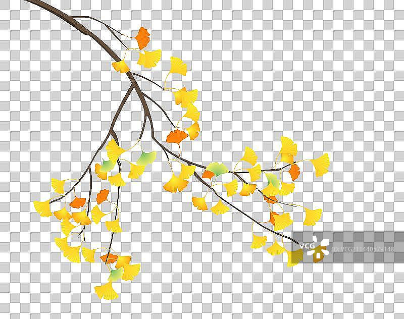 秋天立秋植物银杏树枝树叶图片素材