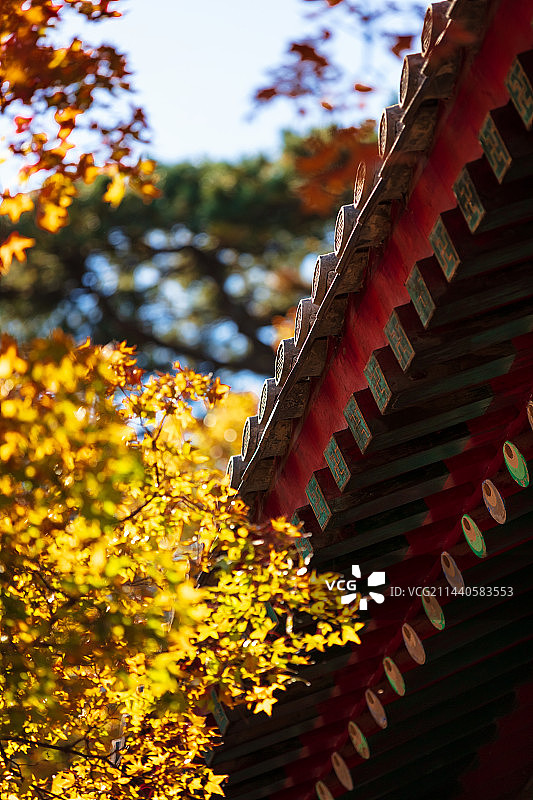 香山金光黄叶琉璃瓦图片素材