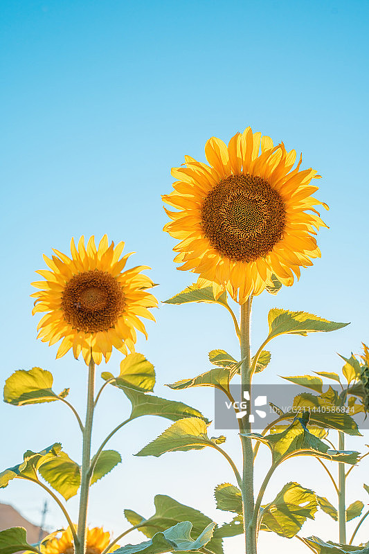 夏日向日葵图片素材