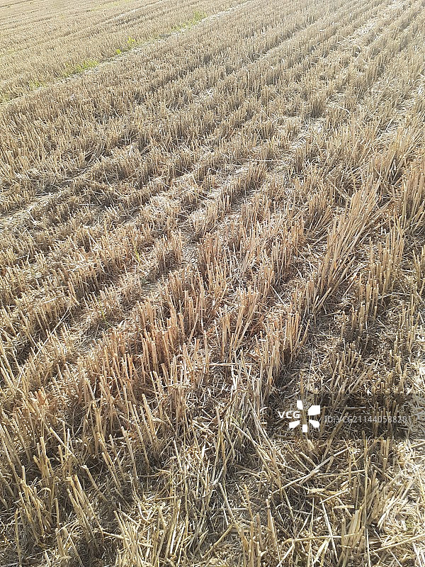 麦茬地图片素材