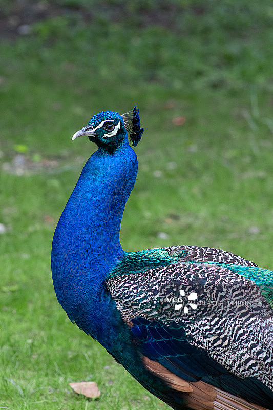 蓝孔雀图片素材