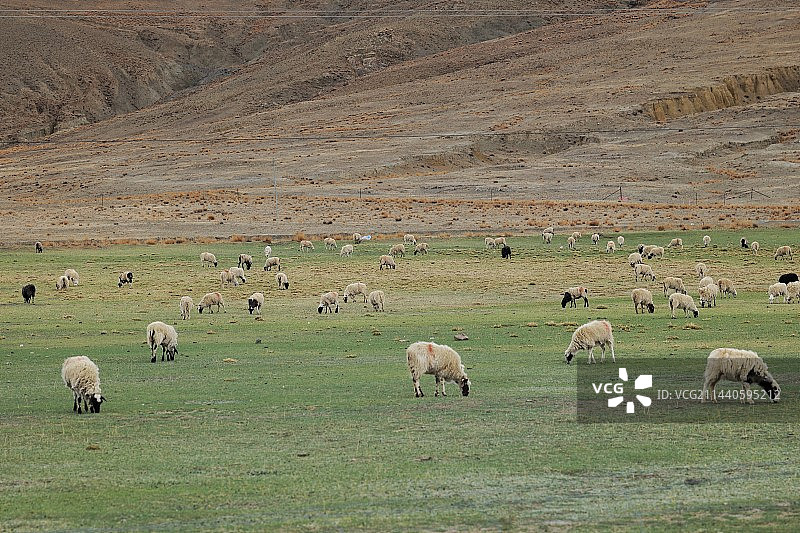 羊湖草原上的羊群图片素材