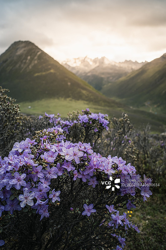 高山杜鹃图片素材