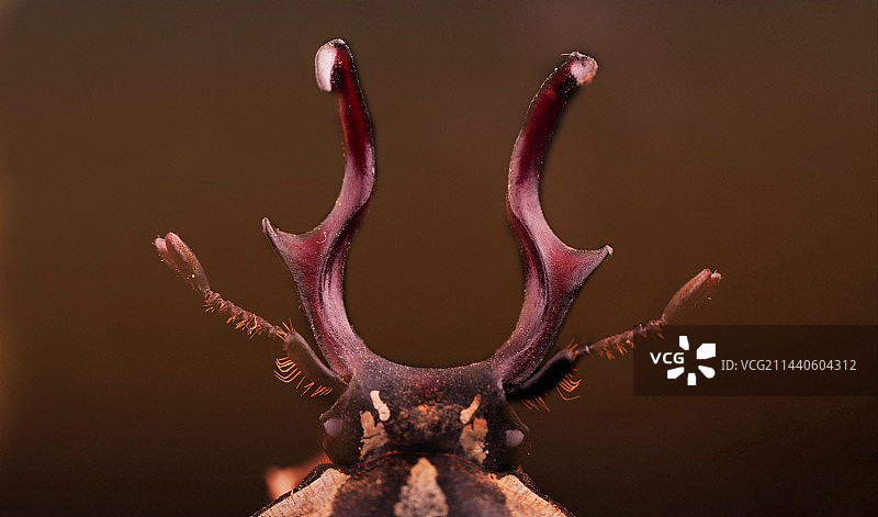 鹿角花金龟图片素材