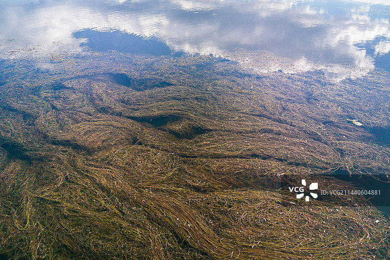 俯拍河流中的水藻特写素材照片图片素材