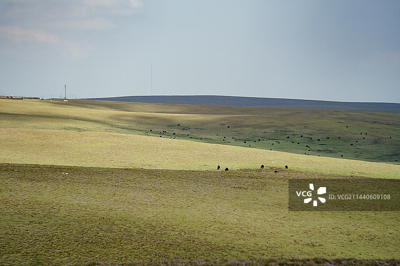 甘肃合作市美仁大草原图片素材
