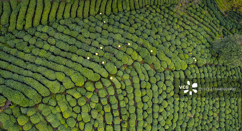 采茶，茶叶图片素材