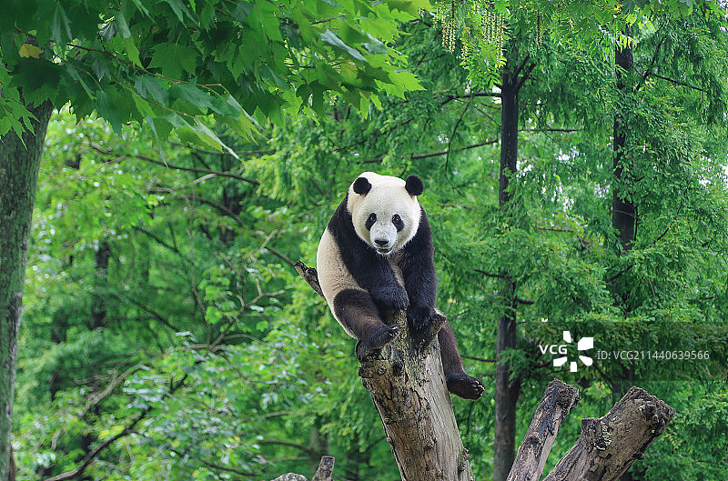 与大熊猫“雅星”的一场约会图片素材
