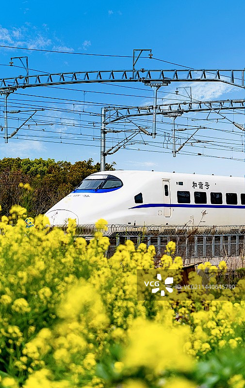 开往春天的列车.上海嘉定安亭沪宁铁路线上正在行驶过油菜花田的高铁动车组和谐号列车图片素材