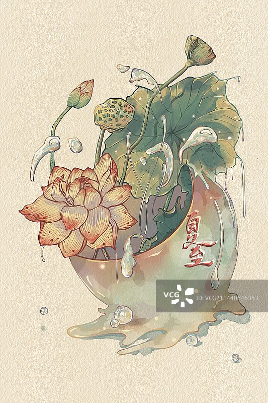 荷花盛开且充满活力的盛夏图片素材
