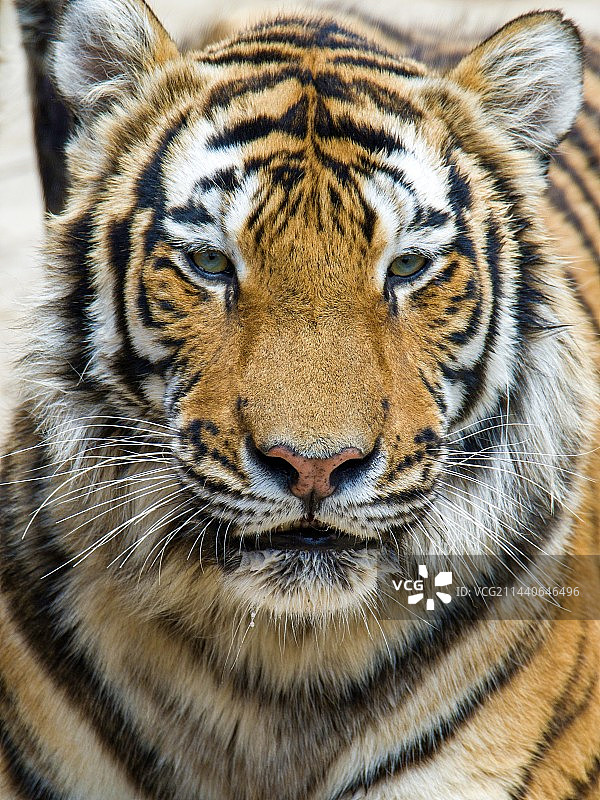 老虎的特写肖像图片素材