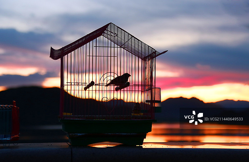 北京  小鸟在夕阳晚霞中图片素材