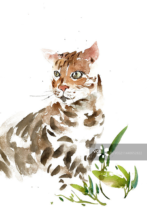 可爱的小猫图片素材