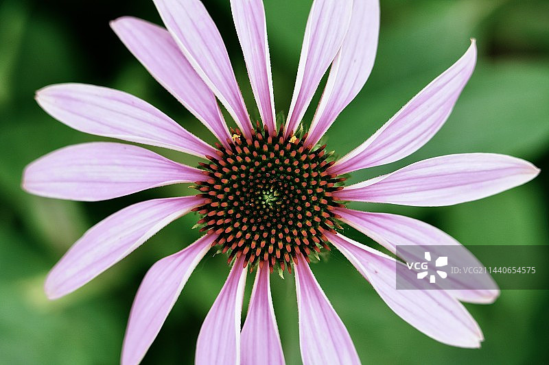 微距随拍图片素材