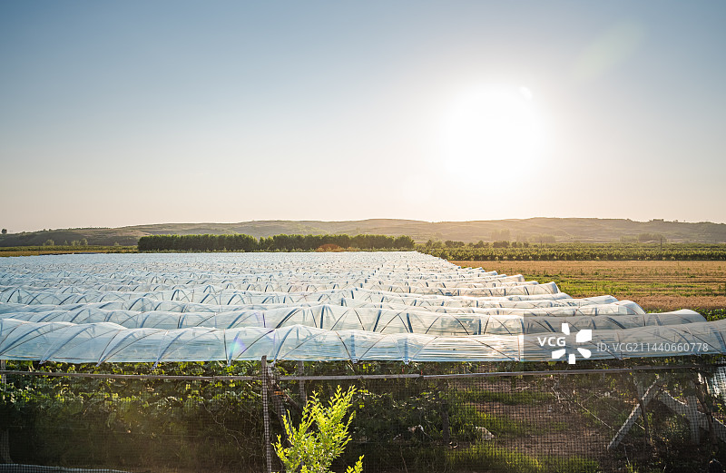 大棚葡萄图片素材