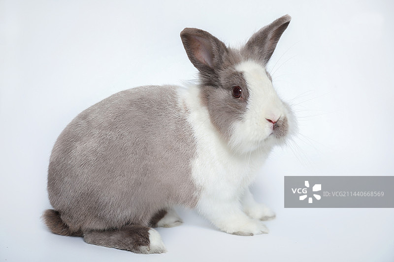 白色背景下兔子的特写镜头图片素材