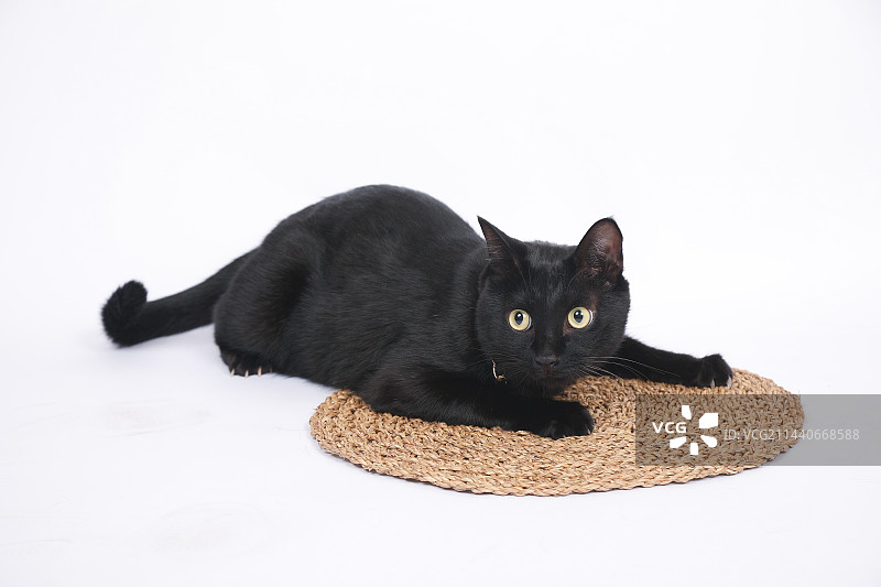 白色背景下猫的特写镜头图片素材