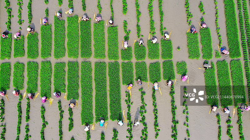 插秧时节忙碌的“音符”图片素材