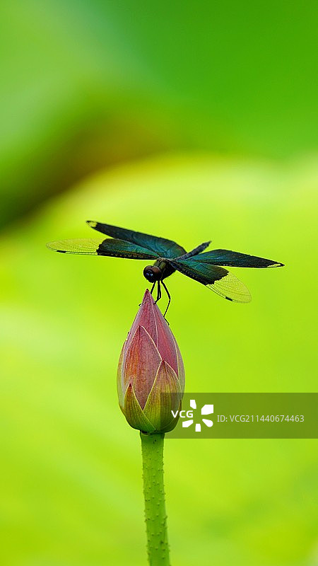 停在荷花花苞上的黑丽翅蜻图片素材