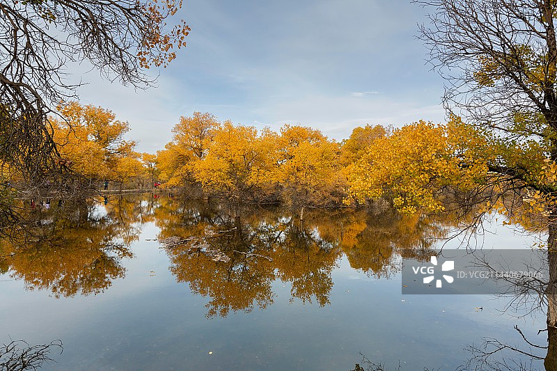 甘肃金塔县秋天胡杨林水面光影图片素材