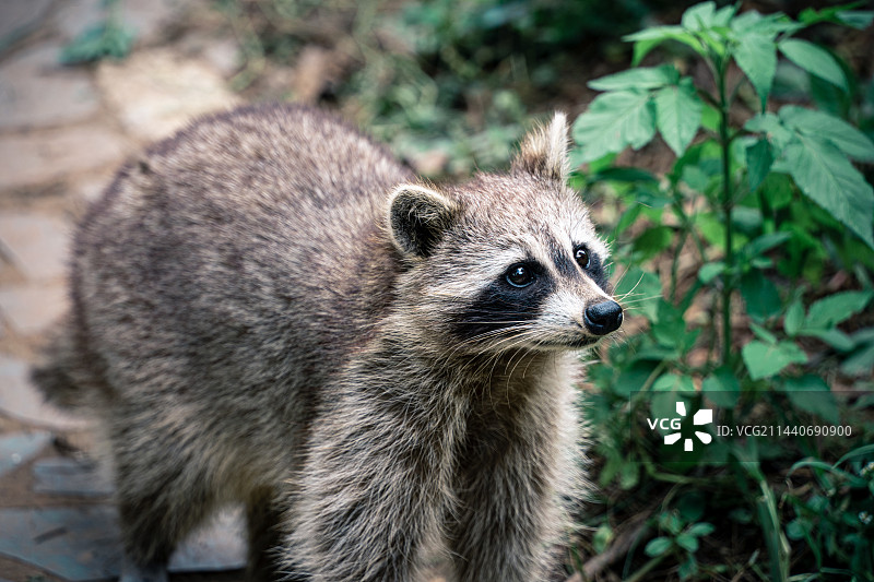 浣熊站在植物旁的特写肖像图片素材