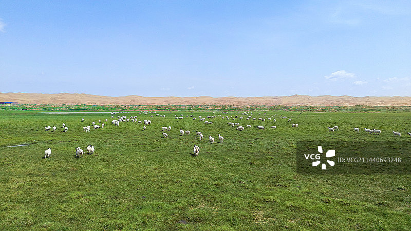 阿拉善草原牛羊牧场图片素材