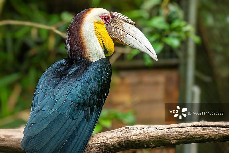 鸟栖息在树枝上的特写镜头图片素材