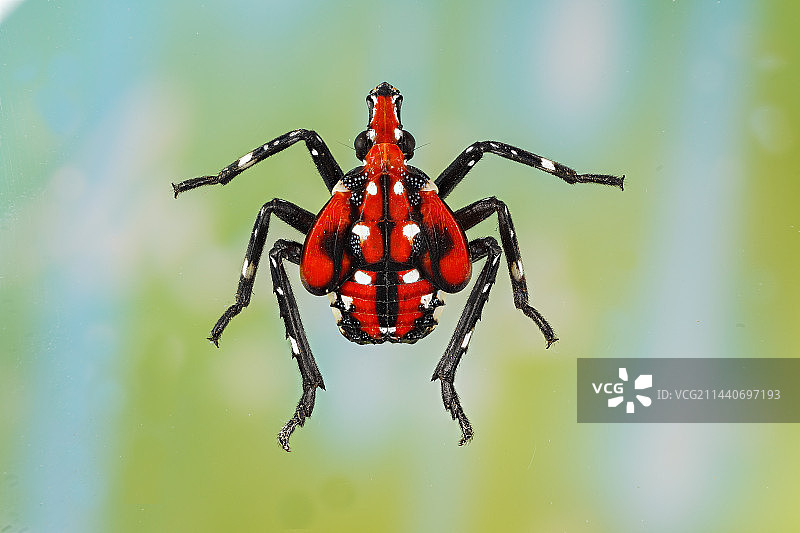 斑衣蜡蝉 若虫图片素材