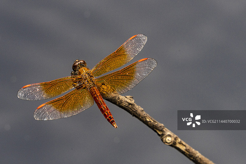 微距蜻蜓图片素材