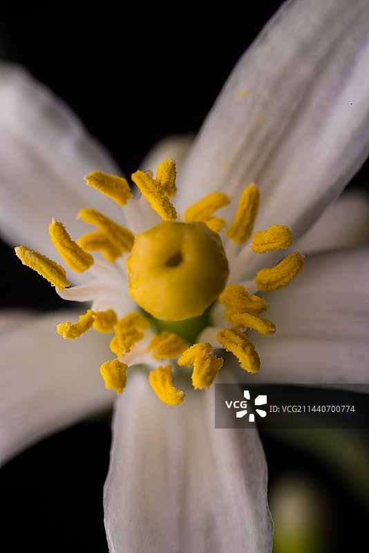 柠檬花图片素材