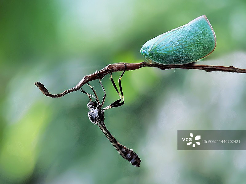 和谐共生·蜂与蛾图片素材