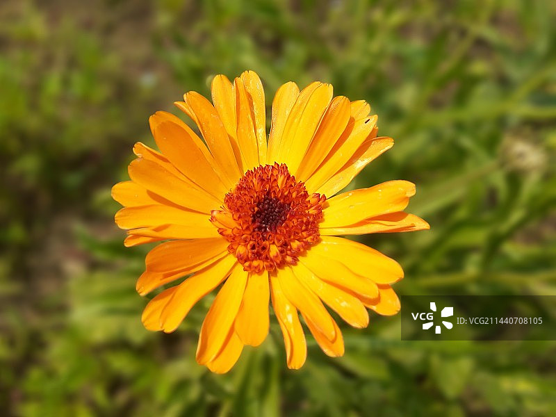 金盏菊图片素材