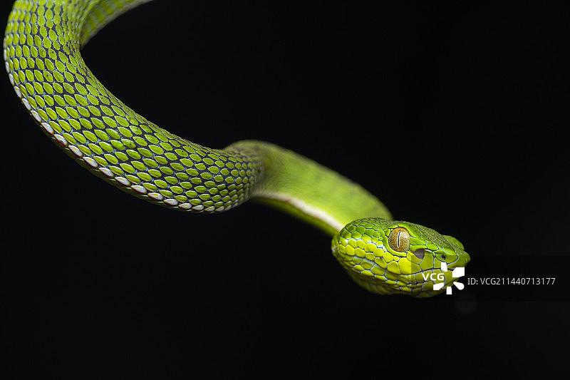 竹叶青图片素材