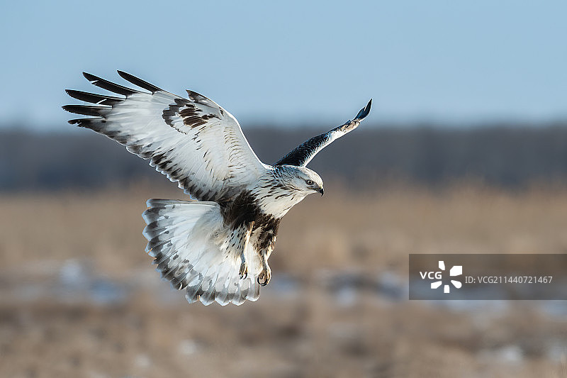 毛脚鵟-大庆湿地图片素材