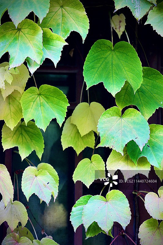 爬山虎的叶子图片素材