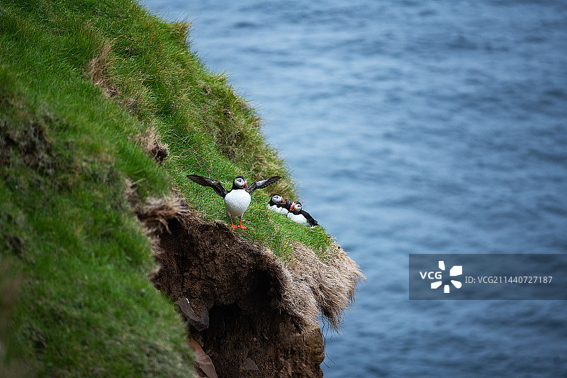 海鹦鹉图片素材