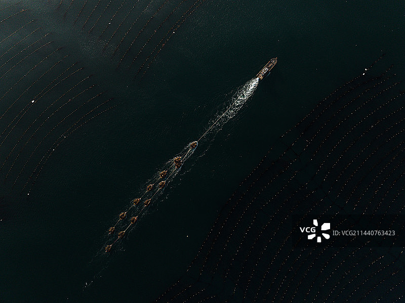 收海带图片素材