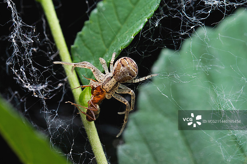 蜘蛛捕食图片素材