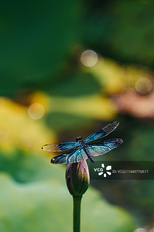 黑丽翅蜻停在荷花上图片素材