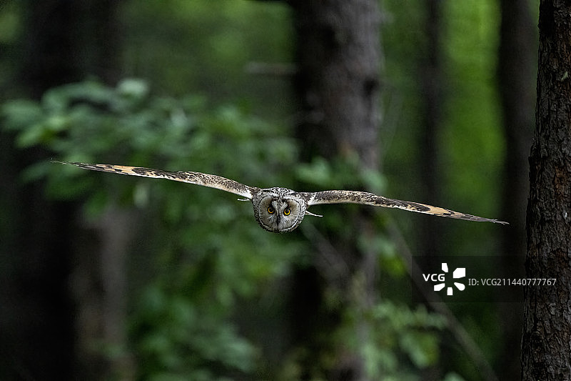 森林里飞翔的长耳鸮图片素材