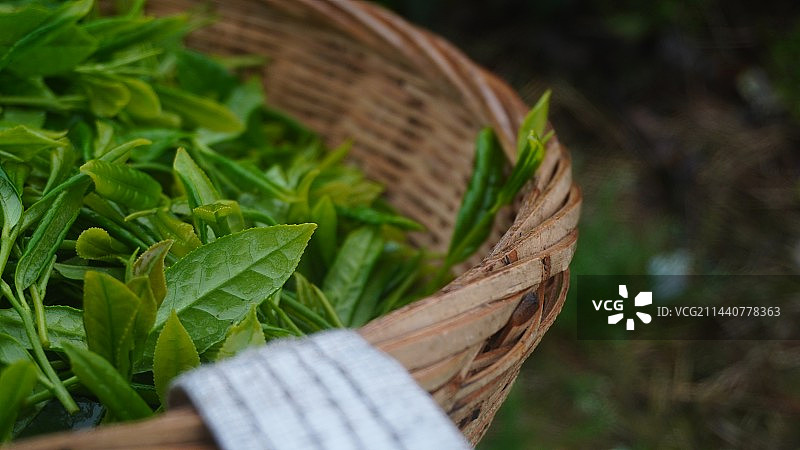 林中精灵图片素材