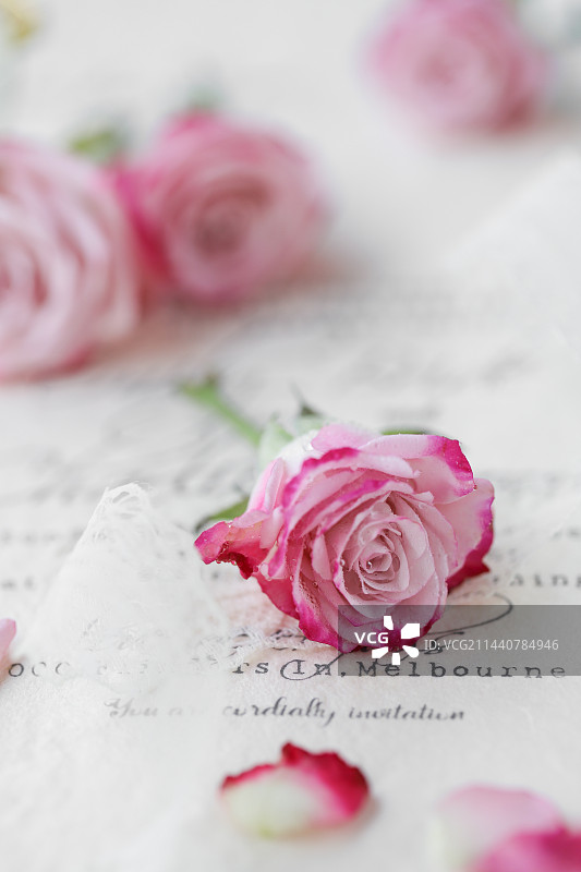 玫瑰花图片素材