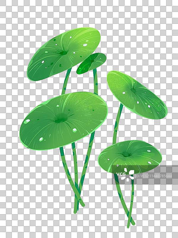 青青荷叶图片素材