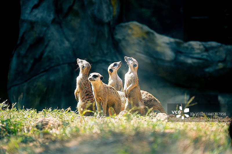 红山动物园图片素材