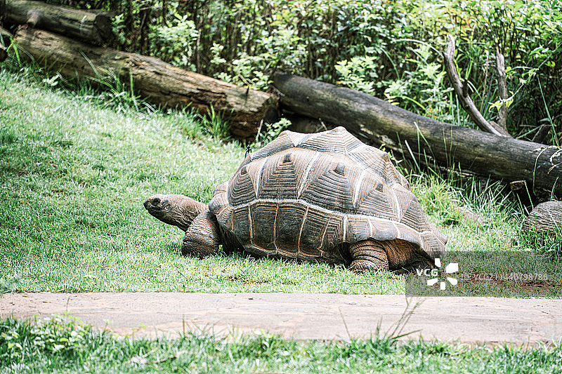 草地上的海龟特写镜头图片素材